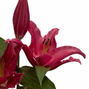 RVZ25 Webbeelden_ROSSO-14