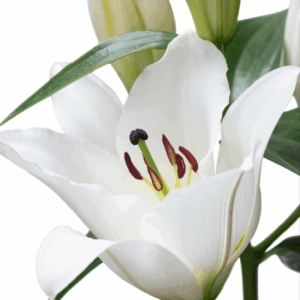 RVZ25 Webbeelden_SNOW-NIEUW-03